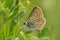 Closeup of a brown argus butterfly, Aricia agestis, with closed wings on the plant