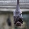 Closeup of a brown bat looking at the camera with a blurry background