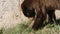 A closeup of a brown bear eating sweet grass