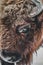 Closeup of a brown bison eye with horns under the lights during daytime