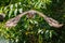 Closeup of a Brown boobook flying on a blurry background of green trees