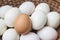 Closeup brown chicken egg on pile of white duck egg on wood basket background