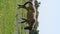 Closeup the brown color horse with tied eating grass  and enjoy in the farm field over out of focus green sky background.