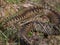 Closeup of a brown-colored snake laying on some brush and grass in the wild