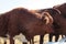 Closeup of brown cows standing next to each other