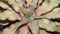 Closeup of brown Cryptanthus.