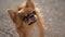 closeup of brown cute chihuahua pet dog with big dark eyes during outdoor leisure activity