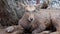 Closeup of a brown deer facing the camera