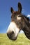 Closeup Of Brown Donkey In Field