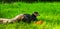 Closeup of a brown eared pheasant sitting in the grass, tropical bird from china in Asia, Vulnerable animal specie