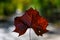 Closeup of a Brown Fall Leaf