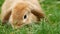 Closeup brown fluffy bunny rabbit eating grass