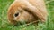 Closeup brown fluffy bunny rabbit eating grass