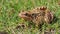 Closeup of brown frog