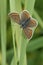 Closeup of brown hairstreak argus butterfly, Aricia agestis, with open wings on grass