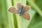 Closeup of brown hairstreak argus butterfly, Aricia agestis, with open wings on grass