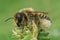 A closeup of a brown and hairy female Willughby's leaf-cutter, Megachile willughbiella, on top of the vegetation