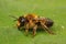 Closeup on a brown hairy female Willughby's leafcutter bee, Megachile willughbiella sitting on a green leaf