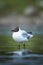 Closeup of a brown-headed gull