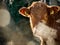 Closeup of brown Hereford cattle's face breathing and creating mist