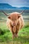 Closeup of brown highland cow in Scotland