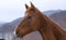 Closeup of brown horse curiously looking, mountain background