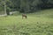 Closeup of a brown horse pasturing in a green farm