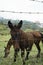 Closeup of a brown horse pasturing in a green farm