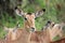 Closeup of the brown impala or rooibok (Aepyceros melampus) in the field on a blurry background