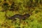 Closeup on a brown juvenile northwestern salamander , Ambystoma gracile sitting on green moss