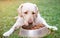 Closeup of brown labrador with metal bowl