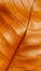 Closeup of brown leaf background