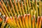 Closeup of Brown leaf of palm tree