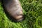 Closeup of Brown Leather Boot on Grass with Contrasting Shadows of Blades of Grass