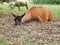 Closeup of a brown Llama, with a black face lying down looking straight ahead