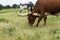 Closeup of brown Longhorn bull grazing