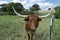 Closeup of brown Longhorn cow next to barbed wire fence