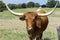 Closeup of brown Longhorn with white horns