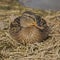 Closeup of a brown Mallard sitting on a nest under sunlight with a blurry background