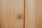 Closeup of a brown marmorated stink bug crawling on an oak wood wall