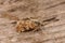 Closeup on a brown Mediterranean diurnal Pyralid moth, aporodes floralis sitting on wood