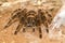 Closeup of brown mexican tarantula brachypelma