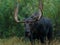 Closeup of brown moose standing on grassland