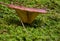 Closeup of a brown mushroom in the moss