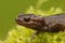 Closeup of a brown Northwestern salamander.