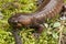 Closeup on a brown Nortwestern mole salamander, Ambystoma gracile sitting n green moss