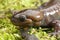 Closeup on a brown Nortwestern mole salamander, Ambystoma gracile sitting n green moss