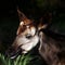 Closeup of a brown Okapi surrounded by greenery with a blurry background under sunlight