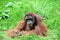 Closeup of a brown orangutan with long hair sitting on the grass with green background