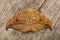 Closeup on the brown pebble hook-tip moth, Drepana falcataria sitting on wood